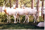 Small herd of Scimitar Oryx, or Sahara Oryx,  standing together at Miami Metrozoo