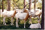 Herd of four Scimitar Oryx gathered in the shade in their habitat at Miami Metrozoo