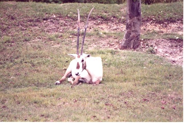 Single Scimitar Oryx laying in its habitat at Miami Metrozoo