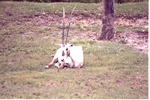 [1980/2000] Single Scimitar Oryx laying in its habitat at Miami Metrozoo