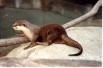 Asian small-clawed otter resting on a rock beside its habitat pool at Miami Metrozoo