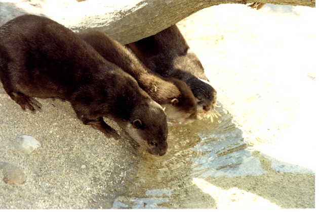 Three Asian small-clawed otters drinking from a pool in their habitat at Miami Metrozoo