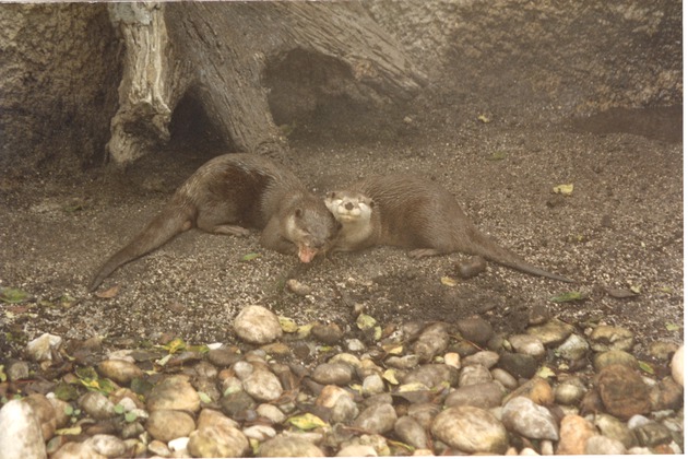 Two Asian small-clawed otters resting together in their habitat at Miami Metrozoo