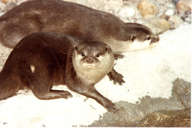 Two Asian small-clawed otters at the habitat pool's edge at Miami Metrozoo