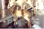 Fawn with an adult deer at the Miami Metrozoo