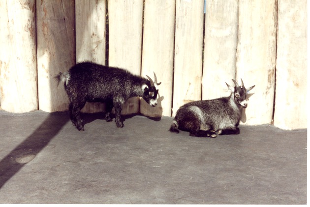Two goat kids in the petting zoo at the Miami Metrozoo