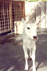 Young white colored calf standing in the petting zoo at Miami Metrozoo
