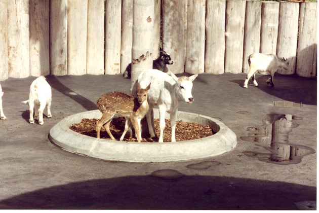 Calf, a fawn, and three goats walking around the petting zoo at Miami Metrozoo