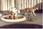 Two deer, a calf, and two goats in the petting zoo at Miami Metrozoo