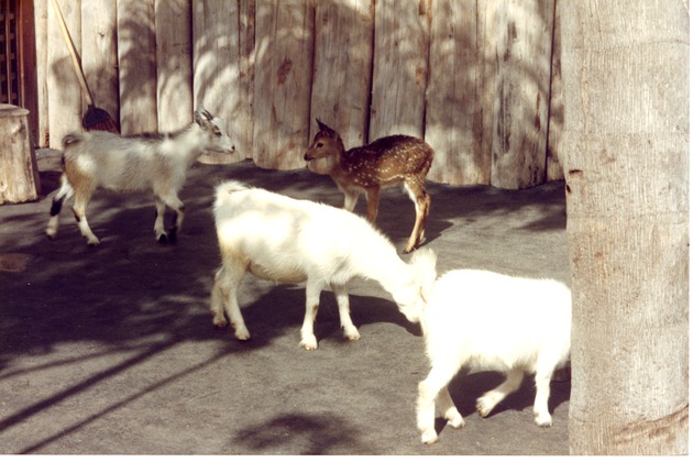 Three goats and a fawn walking around the petting zoo at Miami Metrozoo