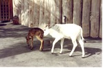 Calf following a fawn in the petting zoo at Miami Metrozoo