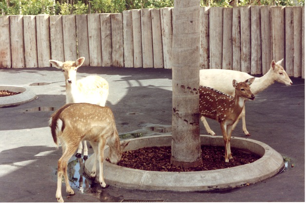 Herd of deer at the petting zoo in the Miami Metrozoo