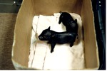 Two newborn pigs standing on blankets in a cardboard box at Miami Metrozoo