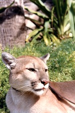 [1980/2000] Young cougar on a leash at Miami Metrozoo