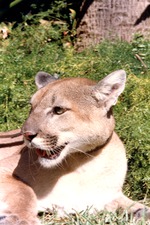 Young cougar on a leash in the grass at Miami Metrozoo