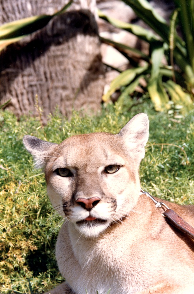 Young cougar in the grass on a leash at Miami Metrozoo