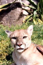 [1980/2000] Young cougar in the grass on a leash at Miami Metrozoo