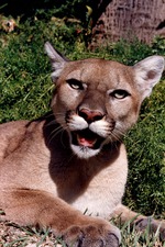 [1980/2000] Young cougar open mouthed to the camera at Miami Metrozoo
