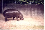 Pygmy hippopotamus snuffling around its habitat at Miami Metrozoo
