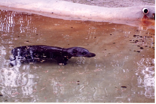 Pygmy hippopotamus submerged in the pool of its habitat at Miami Metrozoo