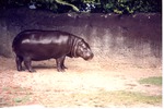 Pygmy hippopotamus walking through its habitat at Miami Metrozoo