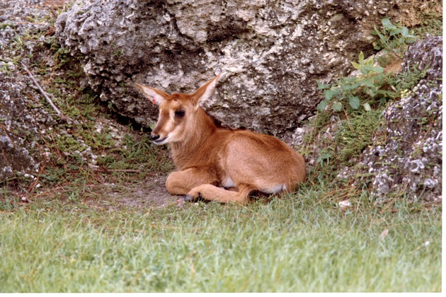 Baby Sable antelope laying down in its habitat at Miami Metrozoo