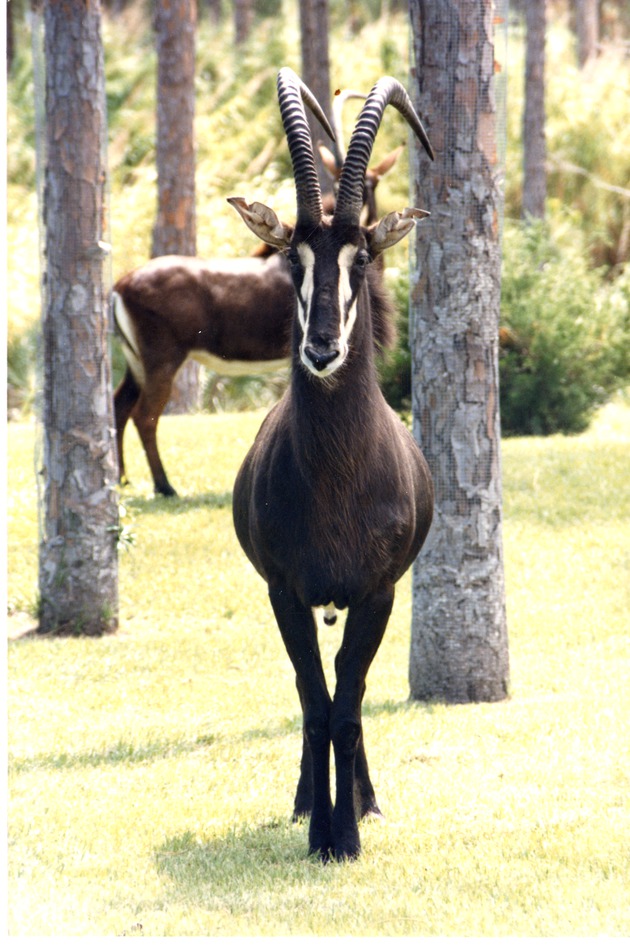 Sable antelope walking contentedly through its habitat at Miami Metrozoo