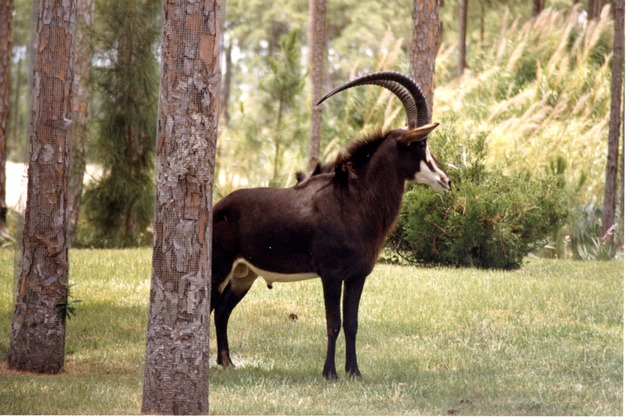 Sable antelope walking through its habitat at Miami Metrozoo