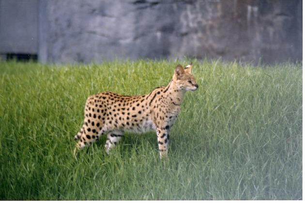 Serval standing in the grassy field of its habitat at Miami Metrozoo
