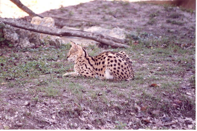 Serval laying in the shade of its habitat at Miami Metrozoo