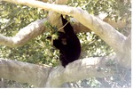 Adult Siamang amongst the branches of a tree in its habitat at Miami Metrozoo