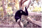 Siamang sitting on tree branches in its habitat at Miami Metrozoo