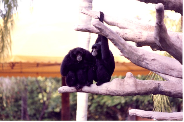 Two Siamang sitting together on a tree branch in their habitat at Miami Metrozoo
