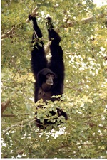 Siamang hanging in the greenery of the tree branches at Miami Metrozoo