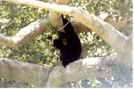 Adult Siamang and its young sitting in the branches of a tree at Miami Metrozoo