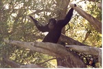 Adult Siamang climbing through the branches of a tree in its habitat at Miami Metrozoo