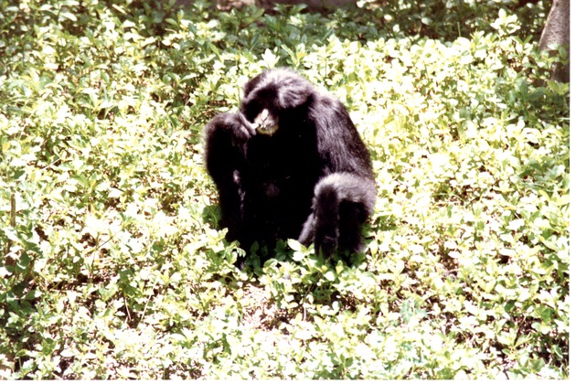 Adult Siamang among the greenery on the ground in its habitat at Miami Metrozoo