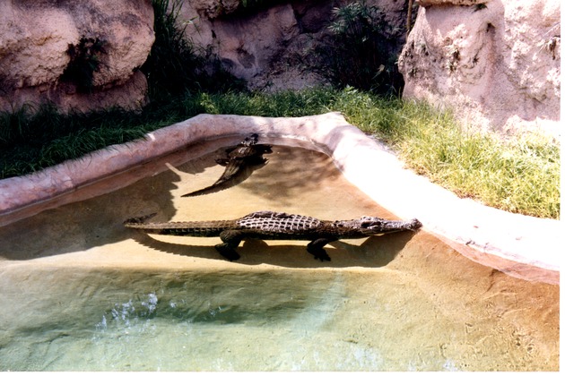 Two Cuban crocodiles swimming in their habitat's pool at Miami Metrozoo