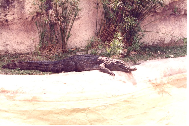 Cuban crocodile resting beside its habitat pool at Miami Metrozoo