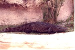 Full view of a Cuban crocodile beside its habitat pool at Miami Metrozoo