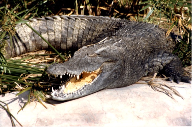 Cuban crocodile resting poolside in the sun at Miami Metrozoo