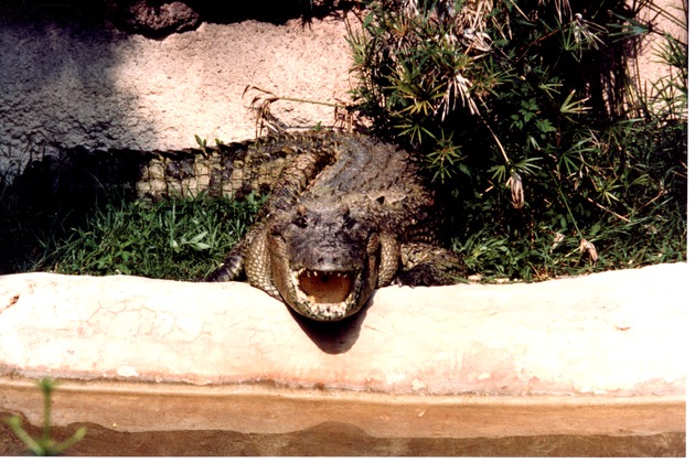 Cuban crocodile beside the habitat pool at Miami Metrozoo