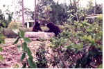 Two sloth bears fighting with one another at Miami Metrozoo