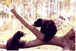 Two young sloth bears sitting together on their habitat's tree branch at Miami Metrozoo