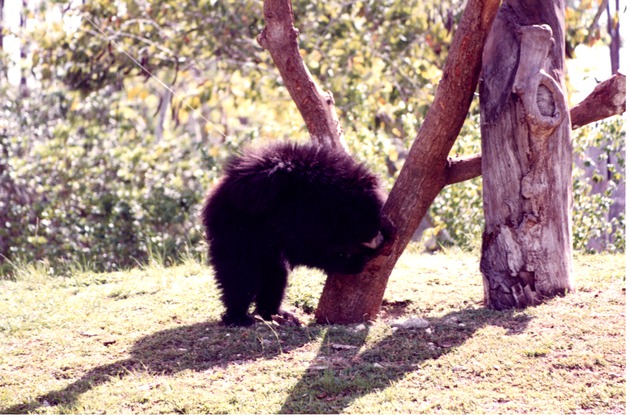 Young sloth bear butting its head against a tree in its habitat at Miami Metrozoo