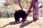 [1980/2000] Young sloth bear butting its head against a tree in its habitat at Miami Metrozoo