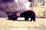 Two young sloth bears in their habitat beside their habitat's wall at Miami Metrozoo