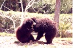 Two young sloth bears playing together in their habitat at Miami Metrozoo