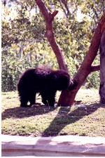 Young sloth bear sniffing at the bottom of a tree at Miami Metrozoo