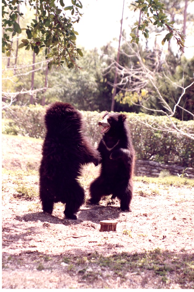 Two sloth bears on their hind legs play fighting in their habitat at Miami Metrozoo